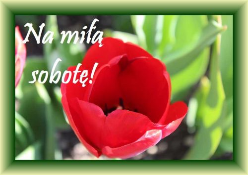 Czerwony kwiat sobota